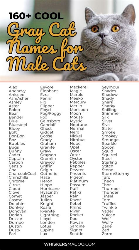 169 Cool Cat Names for Your Unique Female or Male .